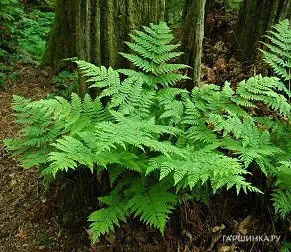 Кочедыжник (Папоротник) Green