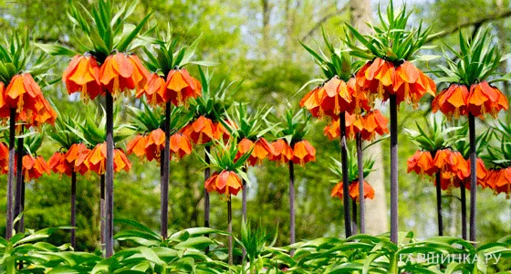 Рябчик Аврора императорский