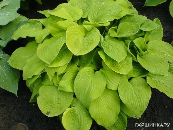 Хоста Аугуст Мун  (ML)