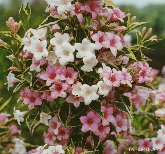 Вейгела цветущая Сюзанна