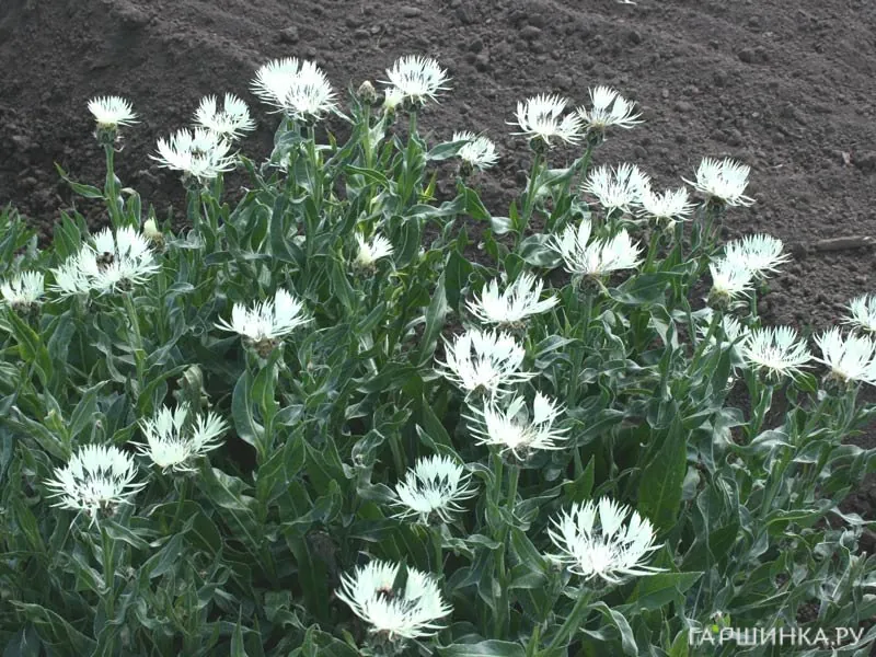 Василек Centaurea Montana Alba белый  NEW!
