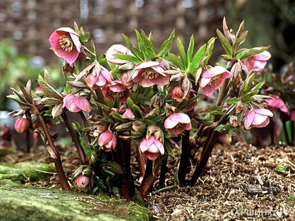 Морозник Ballard Hybrids