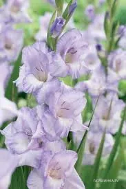 Гладиолус Баллино 5шт.