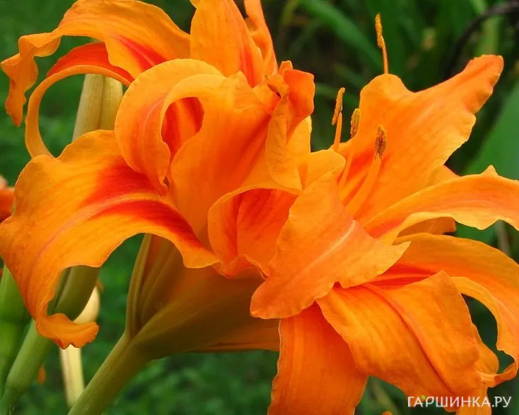 Лилейник Бандолеро