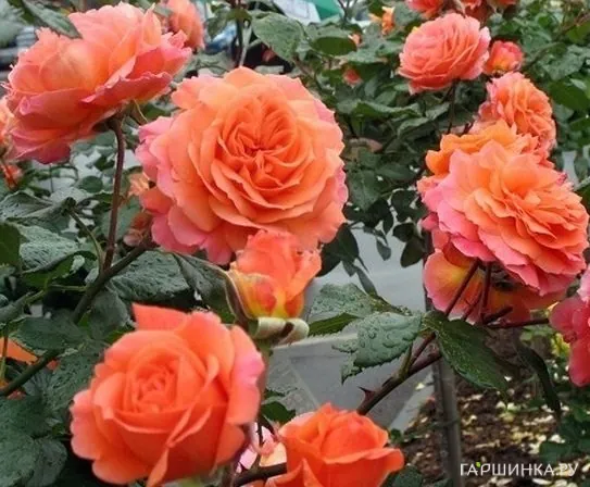 Роза Бельведер кустарниковая, Тантау (лиц)