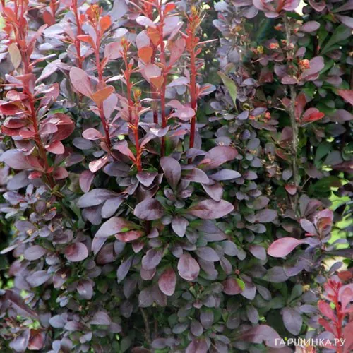 Барбарис Тунберга Хелмонд Пиллар