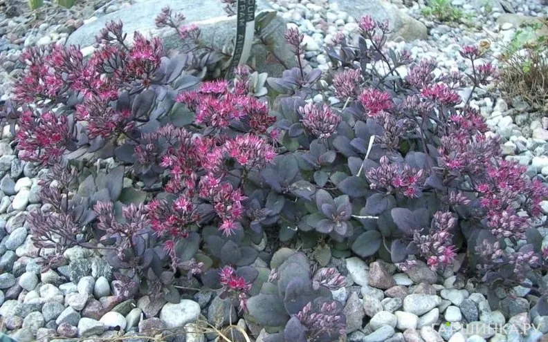 Очиток (седум) Бертрам Андерсон