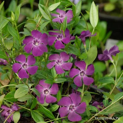 Барвинок Атропурпуреа малый