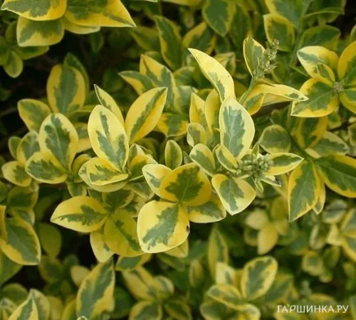 Бирючина обыкновенная Золотистая