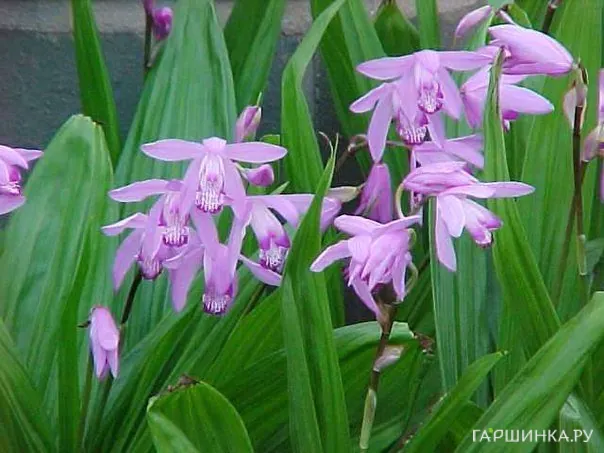 Блетилла полосатая Пепл (Семейство орхидеи)