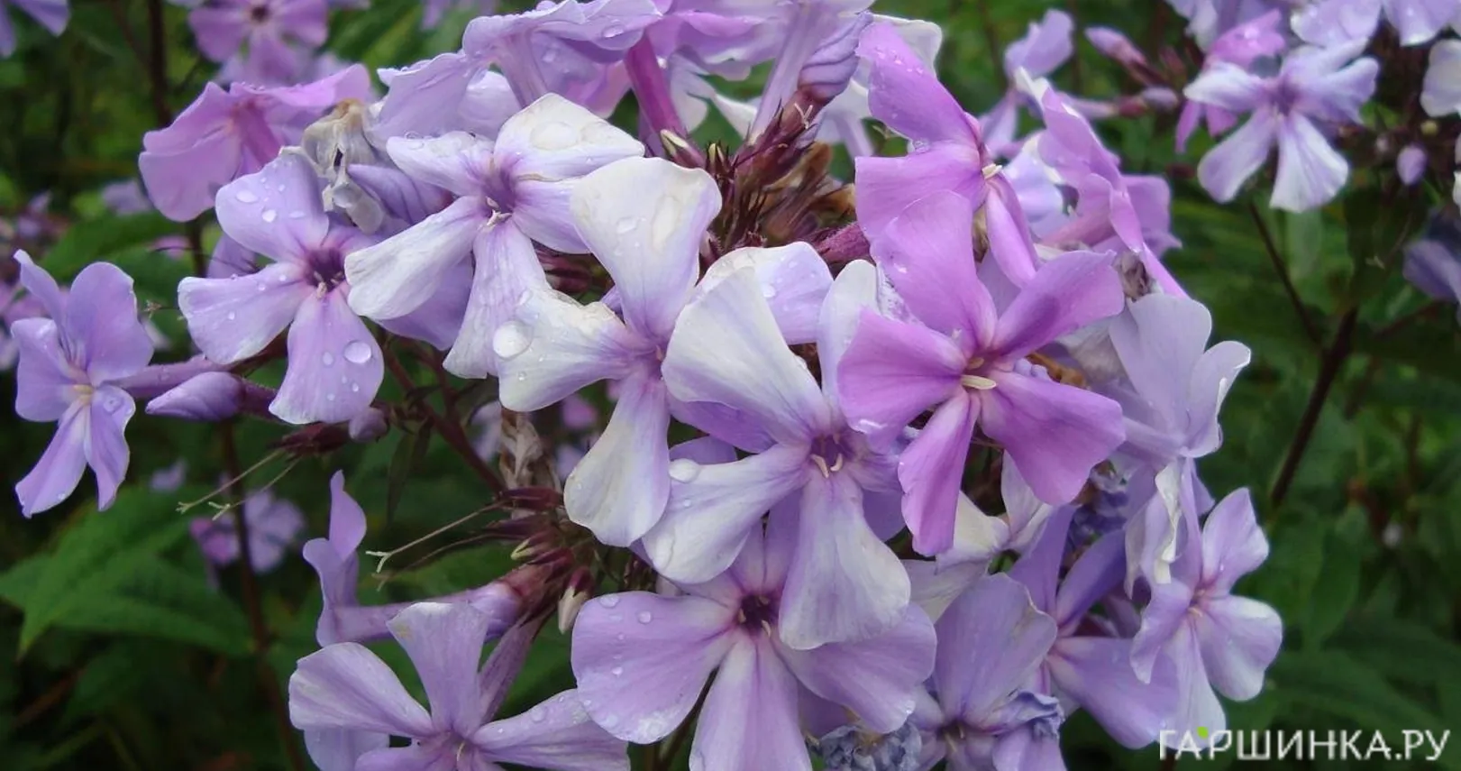 Флокс метельчатый Blue Evening