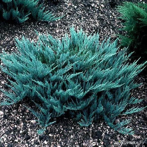 Можжевельник горизонтальный Блю Чип