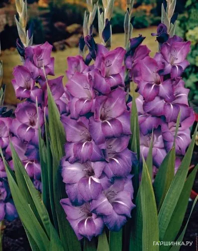 Гладиолус крупноцветковый Блю Мун 7шт.