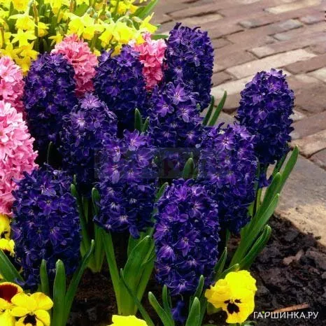 Гиацинт Блю Сапфир темно-синий 2 шт