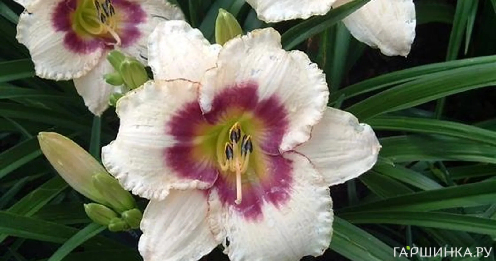 Лилейник Блуберри Кэнди