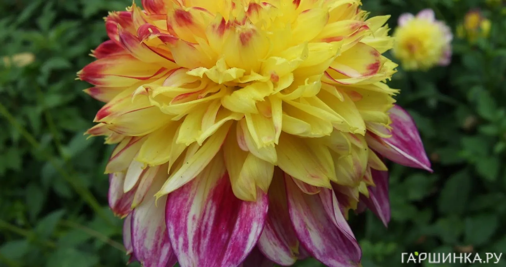 Георгина Буги Вуги анемоновидная