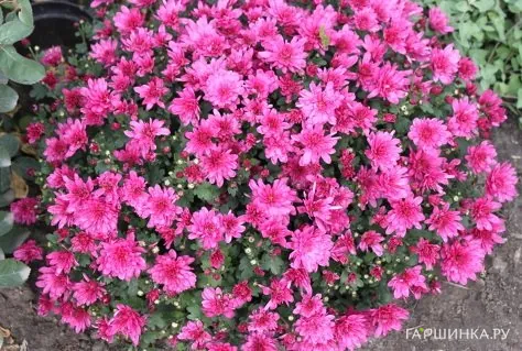 Хризантема мультифлора Бранбич Лилак