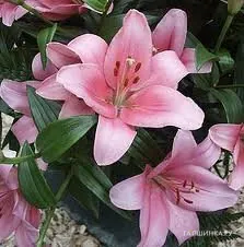 Лилия Бриндизи ЛА-гибрид/2шт