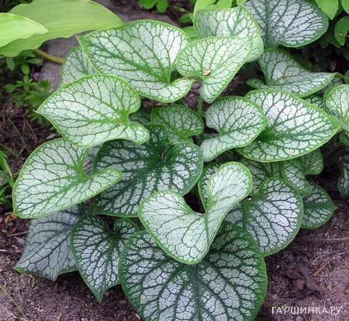 Бруннера Джек Фрост