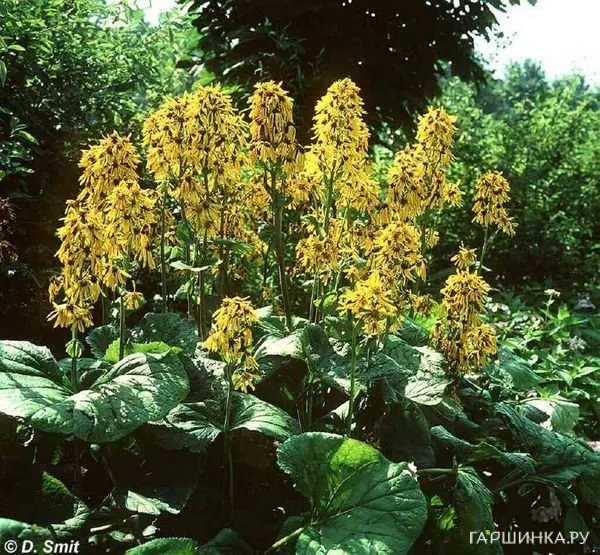 Бузульник Грегиног Голд