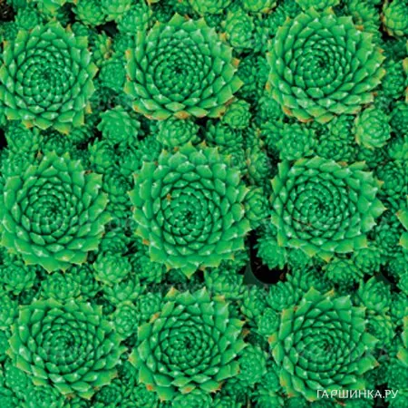 Молодило Green 001