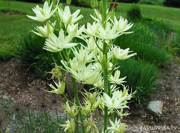 Камассия Семиплена махровая 2шт