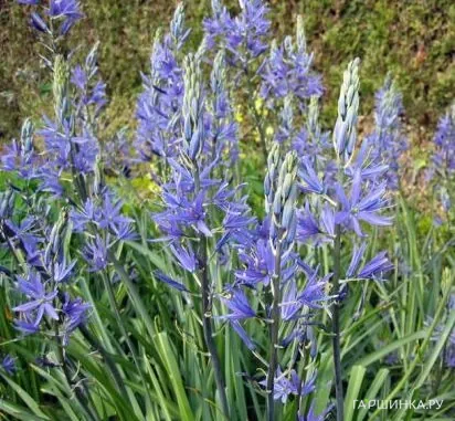 Камассия квамаш 10 шт