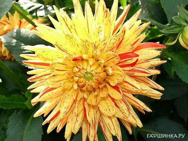 Георгина Кэмбридж (МАКСИ) кактусовидная