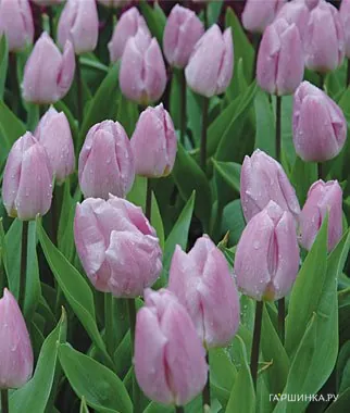 Тюльпан Кэнди Принц простой ранний 5шт.