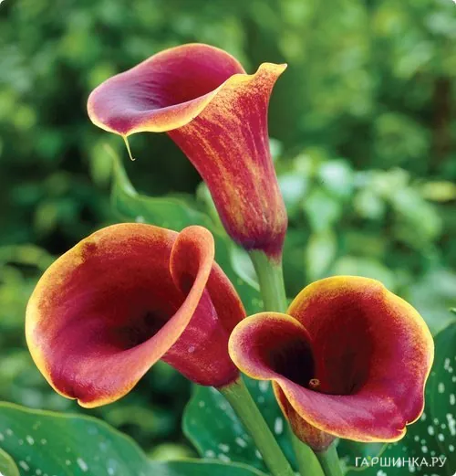 Калла Капитан Челси