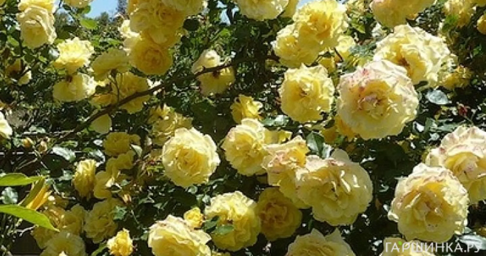 Роза Казино плетистая, Imperial Rose