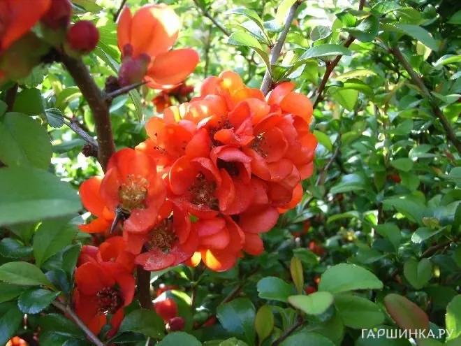 Айва японская Саржента