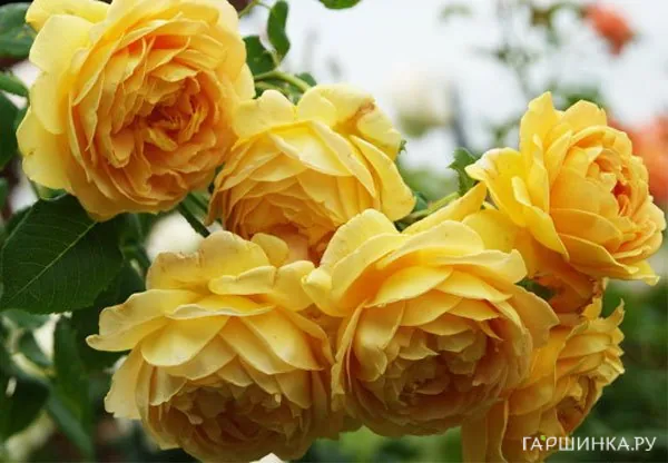 Роза Чарльз Дарвин, Д.Остин кустарниковая (лиц)