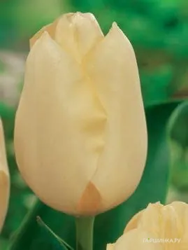 Тюльпан Чирз Триумф 5шт