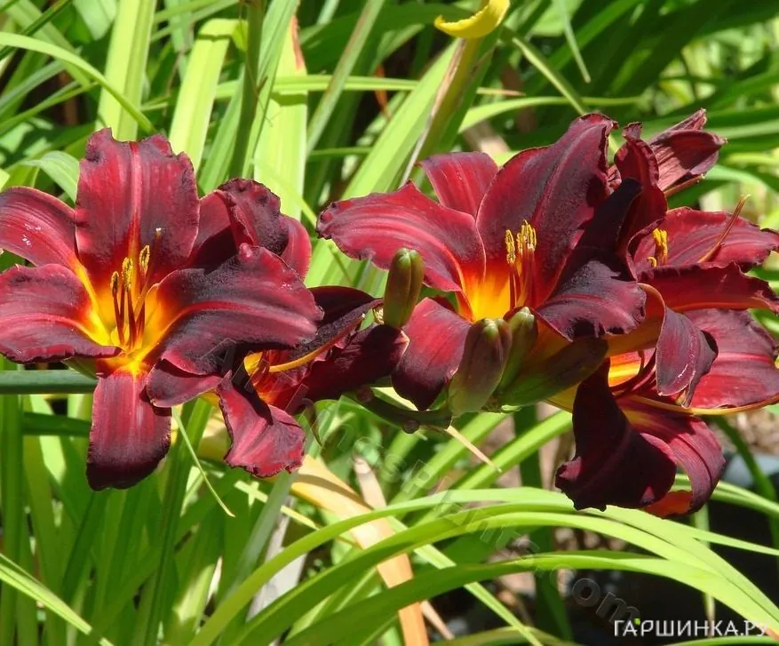 Лилейник Чикаго Блэкаут