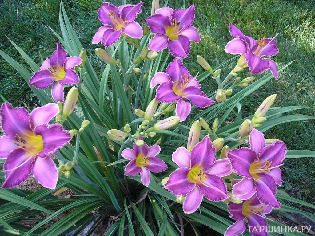 Лилейник Chicago Knobby