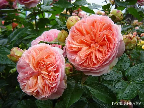 Роза Коин чайно-гибридная, Imperial Rose