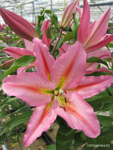 Лилия Циркус восточная /2шт