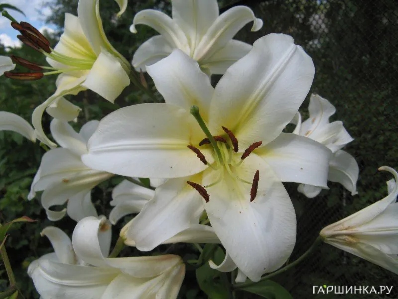 Лилия Кокосса ОТ-гибрид /2шт