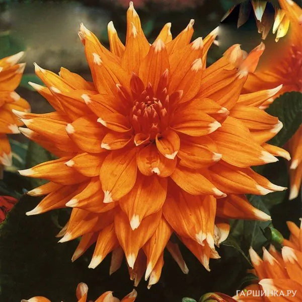 Георгина Колор Спектакль кактусовидная