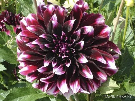 Георгина Контраст декоративная