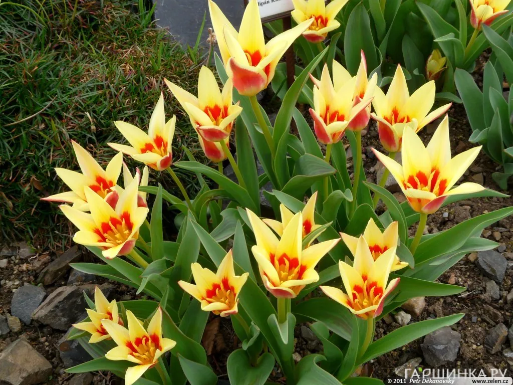 Тюльпан Корона Кауфмана 5 шт.