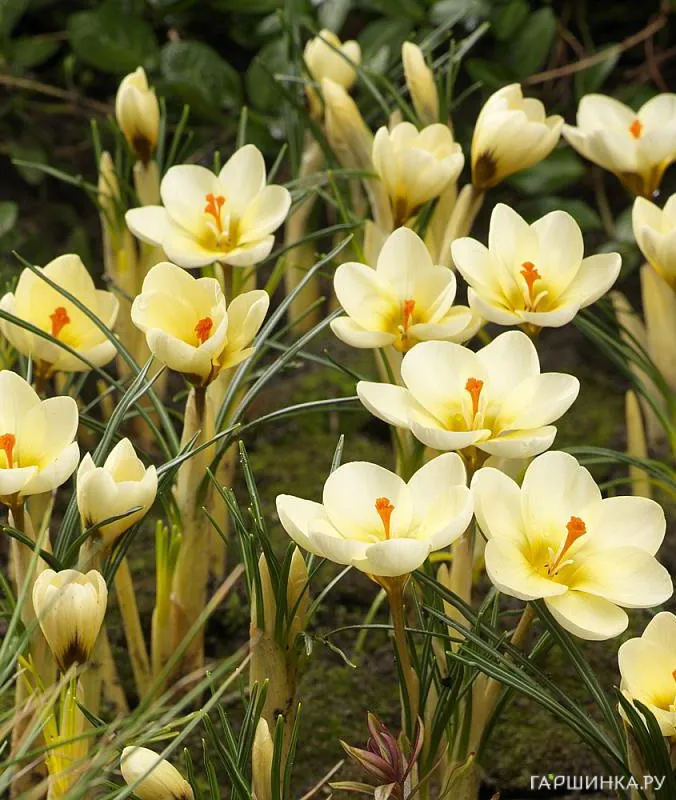 Крокус Крим Бьюти 15 шт