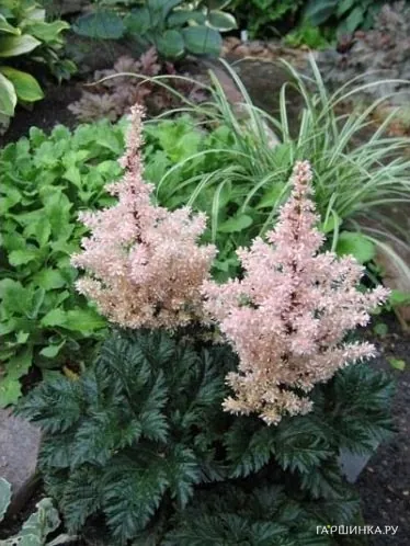 Астильба курчавая Лилипут
