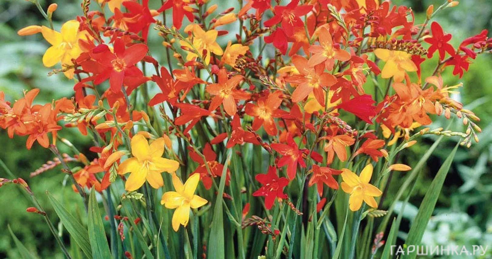 Крокосмия (монтбреция) Микс 5 шт