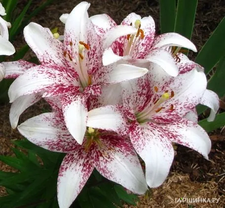 Лилия Кроссовер азиатская/2шт