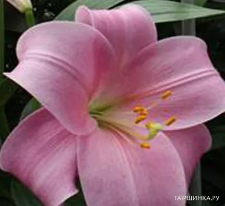 Лилия Дансинг Леди лонгифлорум/ 2шт