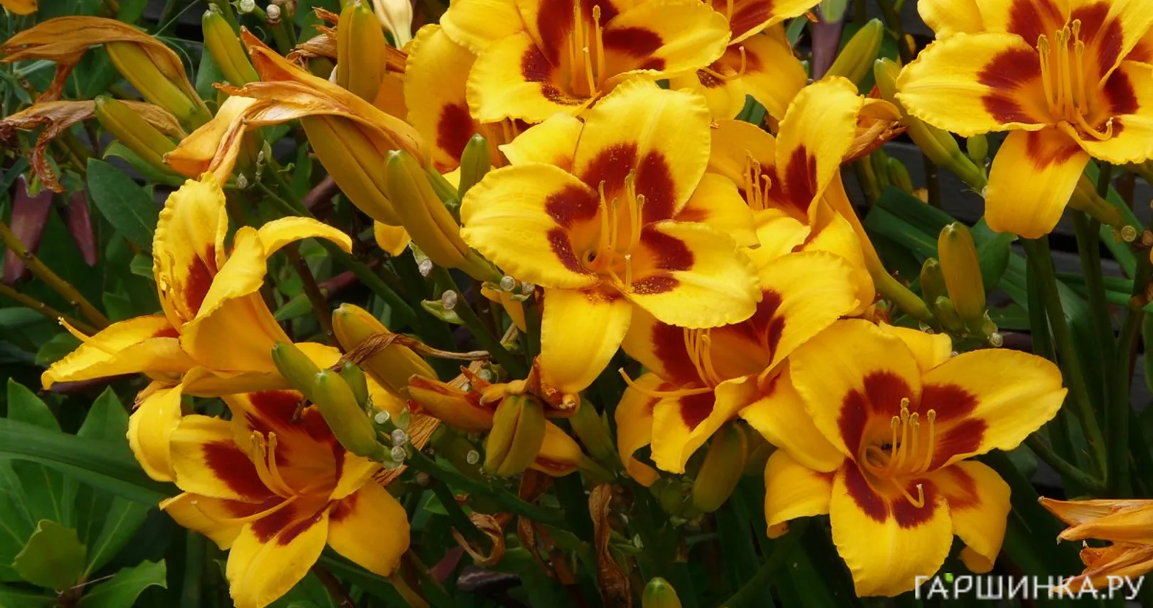 Лилейник Блэк Айд Сюзан