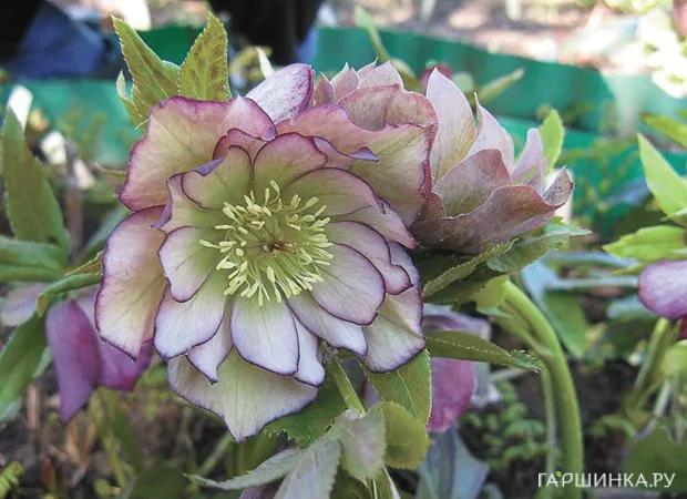 Морозник махровый Эллен Пикоти