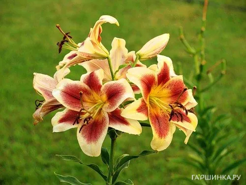 Лилия Дебби ОТ-гибрид /2 шт